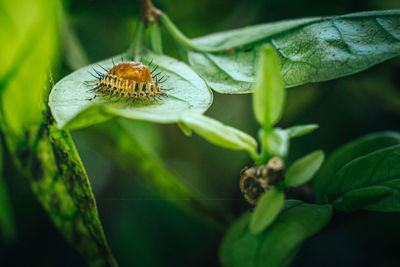 A larva of mexican bean beetle on green leaf.