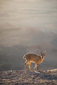 Side view of deer standing on land