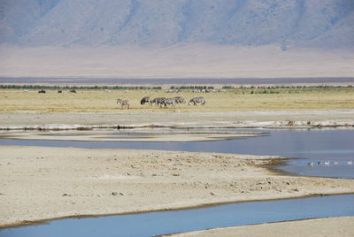 Flock of birds in the lake