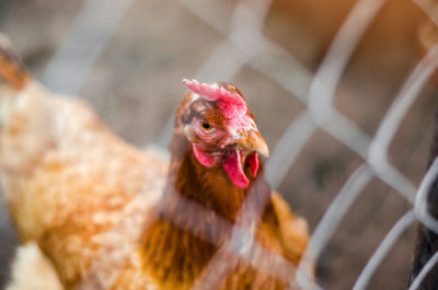 Chicken in a hen-house close-up, poultry, farming, chicken eggs