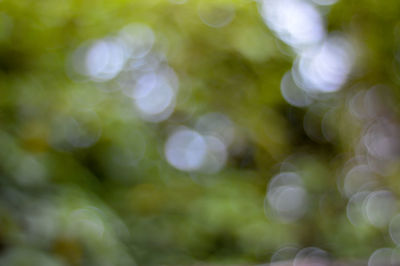 Defocused image of tree