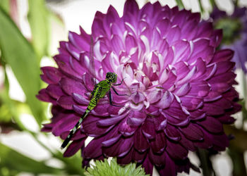 Close-up of insect pollinating flower