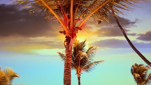 Low angle view of palm tree against sky