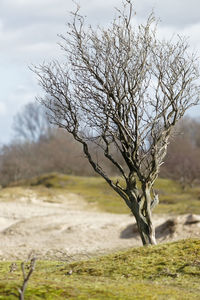 Bare tree on field against sky