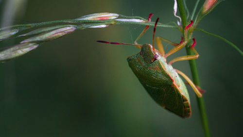 Close-up of insect on plant