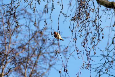 Low angle view of bird perching on branch