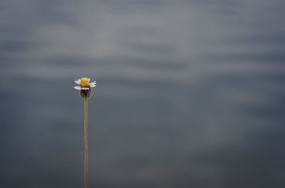 Grass flowers with blurred background of water in the lake.