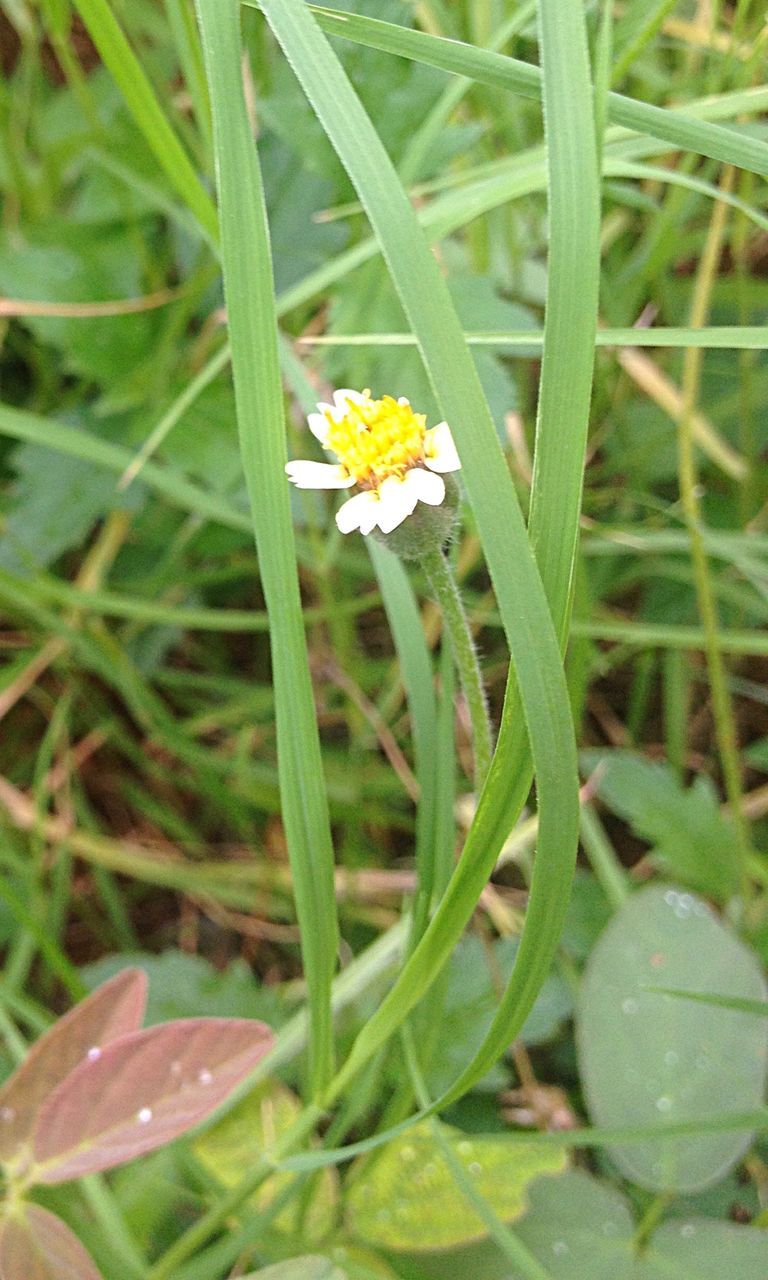 flower, freshness, fragility, growth, petal, flower head, plant, insect, beauty in nature, nature, close-up, green color, blooming, one animal, leaf, animal themes, focus on foreground, high angle view, wildlife, yellow