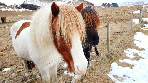 Horse standing on field