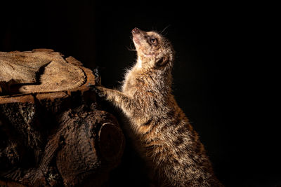 Low angle view of meercat against black background