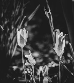 Close-up of flowering plant