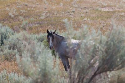 Horse standing in a field