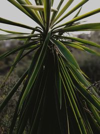 Close-up of fresh green plant