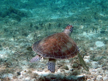 Close-up of turtle swimming in sea