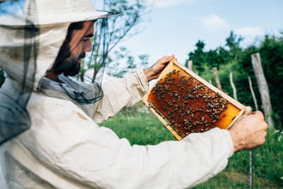 Close-up of beekeeper examining beehive