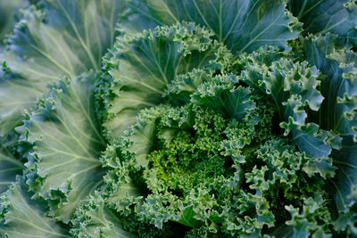 High angle view of vegetables