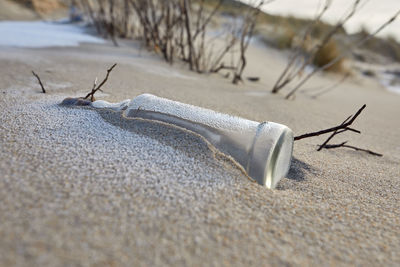 Close-up of a horse on sand