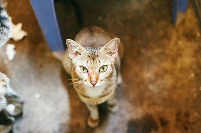 Close-up portrait of tabby cat