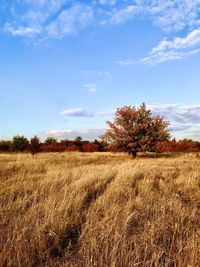 Scenic view of field against sky