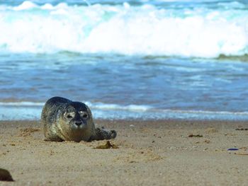 Portrait of a seal on shore