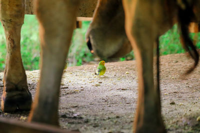 Horses in a field