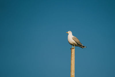Seagull isolated on blue background. seagull catch on bamboo post near sea shore