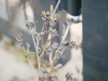 Close-up of flowers