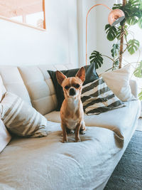 Portrait of dog sitting on sofa at home