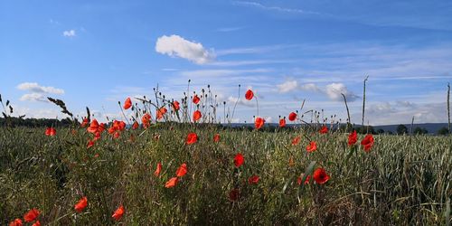 Red poppy flowers on field against sky