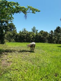 View of a dog on field