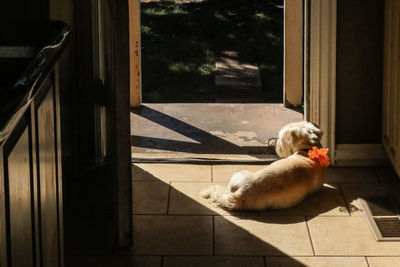 High angle view of dog sitting on floor