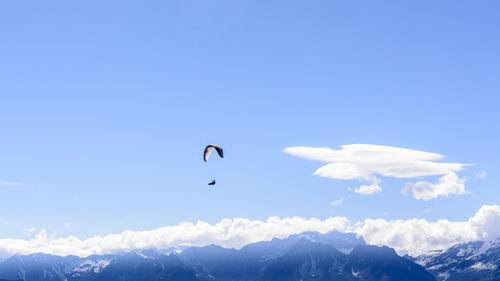 Low angle view of birds flying against blue sky