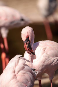 Close-up of swan