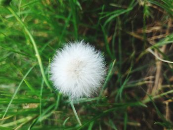 Close-up of dandelion