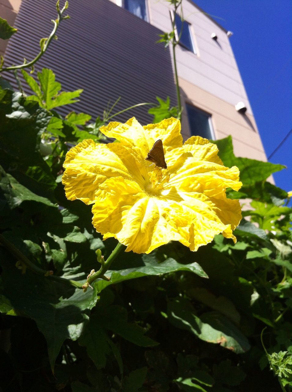 flower, petal, freshness, yellow, flower head, fragility, growth, leaf, single flower, plant, blooming, beauty in nature, close-up, low angle view, nature, sunflower, in bloom, built structure, building exterior, pollen