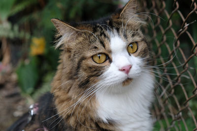 Close-up portrait of a cat