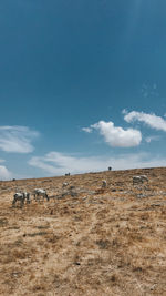 View of horse on field against sky