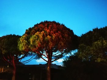 Low angle view of trees against clear blue sky