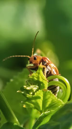 Close-up of insect on leaf