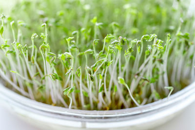 Close-up of plants in bowl