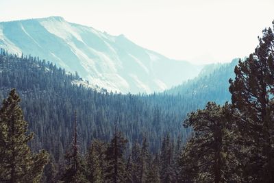 Panoramic view of pine trees in forest against sky