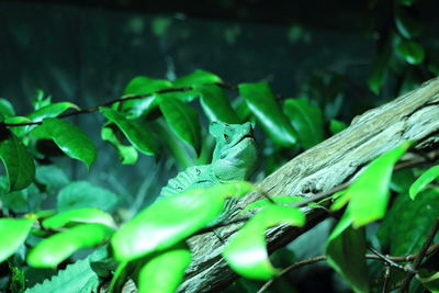 Green lizard on leaf