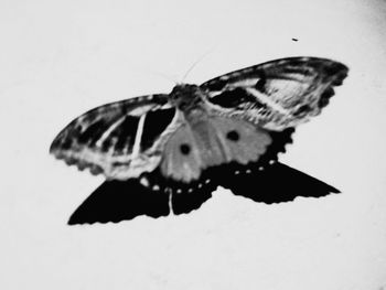 Close-up of butterfly on white background