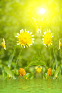 Close-up of yellow flowering plant