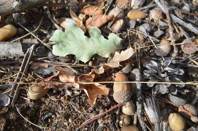 High angle view of dry leaves on field