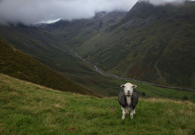 View of sheep on landscape 