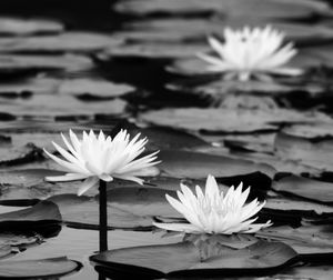 Close-up of lotus water lily in pond