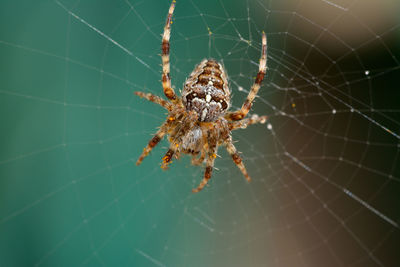 Close-up of spider on web