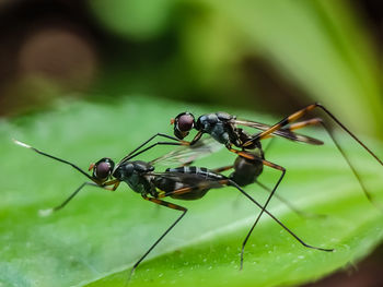 Close-up of insect