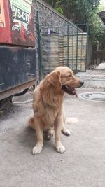 Dog looking away while sitting on street